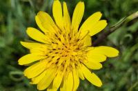 Tragopogon pratensis