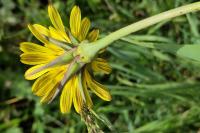 Tragopogon pratensis