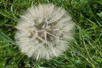Tragopogon pratensis
