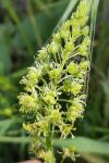 Reseda lutea