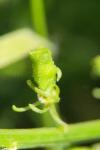 Reseda lutea