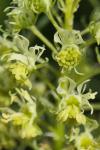 Reseda lutea