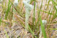 Bombycilaena erecta