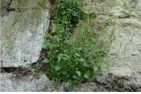 Campanula rotundifolia
