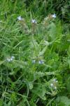 Lycopsis arvensis