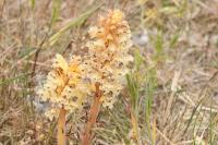 Orobanche amethystea