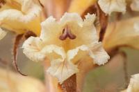 Orobanche amethystea