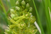 Neottia ovata