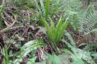 Asplenium scolopendrium