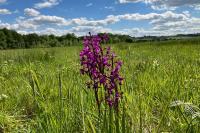 Anacamptis laxiflora