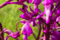 Anacamptis laxiflora