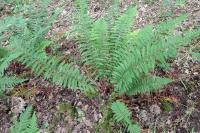 Polystichum setiferum