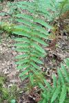 Polystichum setiferum