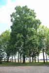 Liriodendron tulipifera