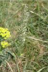 Koeleria macrantha