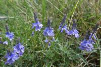 Veronica bastardii