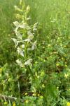 Platanthera chlorantha
