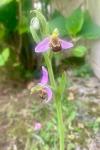 Ophrys apifera