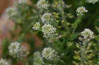 Lepidium campestre