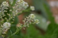 Lepidium campestre