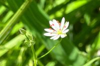 Stellaria graminea