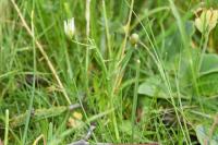 Ornithogalum