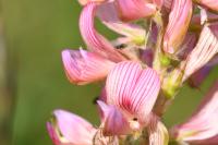 Onobrychis viciifolia