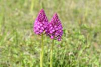 Anacamptis pyramidalis