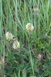 Trifolium ochroleucon