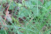 Carex divulsa