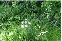 Chaerophyllum temulum