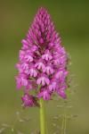 Anacamptis pyramidalis