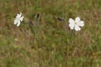 Silene latifolia