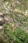 Ophrys aranifera