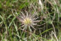 Pulsatilla vulgaris