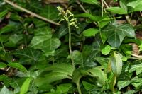 Neottia ovata