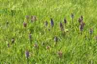 Orchis purpurea