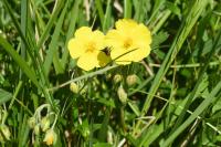 Helianthemum nummularium