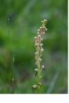 Orchis anthropophora