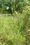 Campanula rapunculus