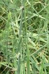 Asparagus officinalis