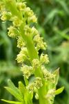 Reseda luteola