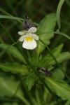 Viola arvensis