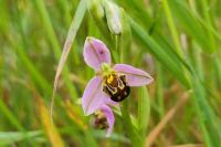 Ophrys apifera