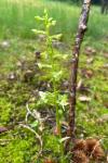 Platanthera bifolia