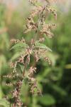 Urtica dioica