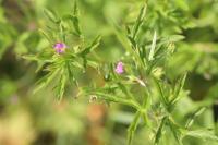 Geranium dissectum