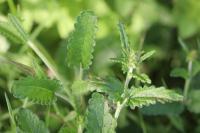 Betonica officinalis