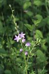 Campanula rapunculus