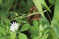 Stellaria graminea